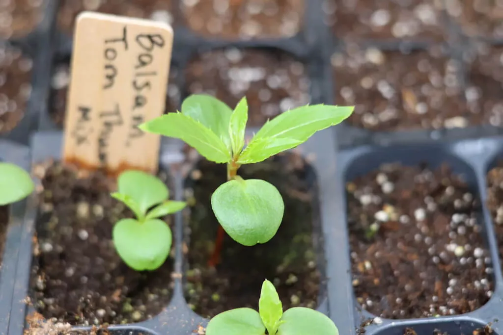 balsam flower plant