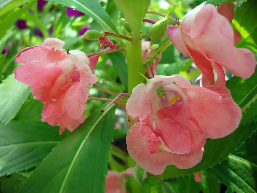 balsam flower plant