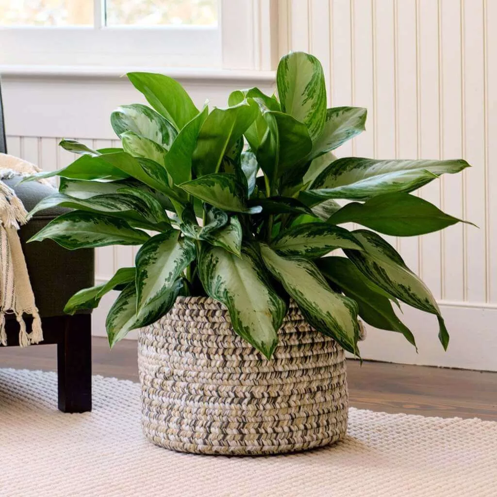 air purifying plants for bedroom