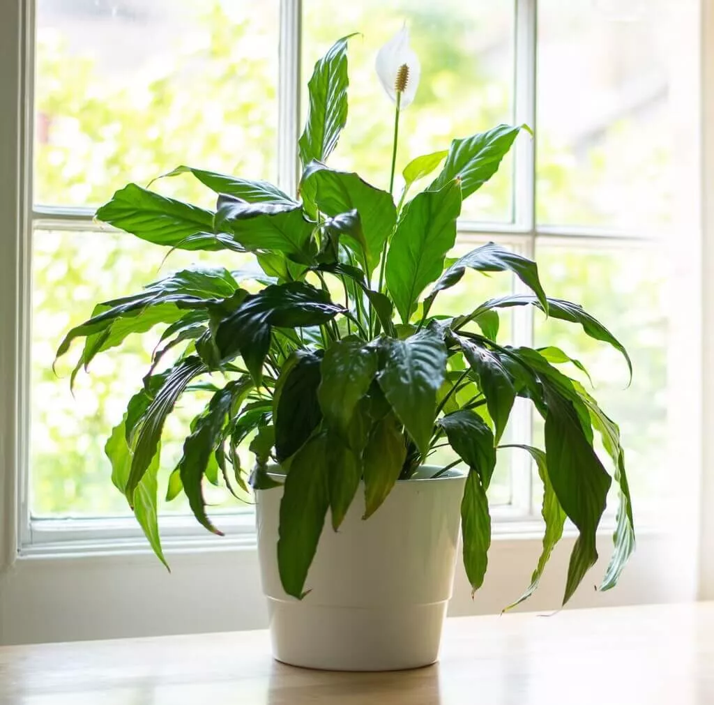 nasa top 10 air purifying plants