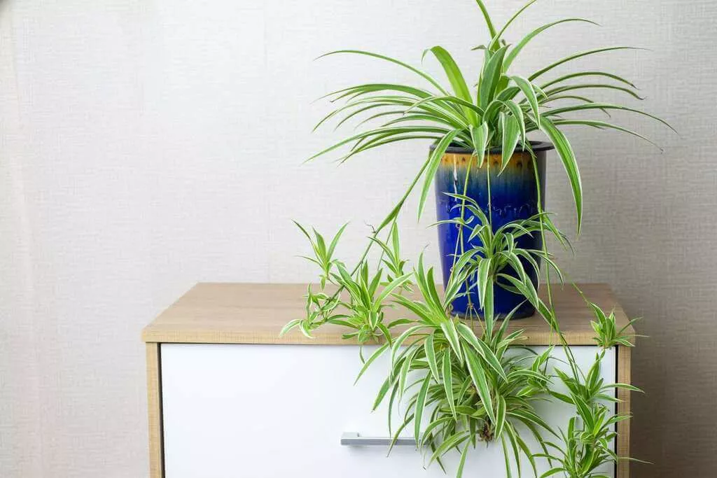 Spider Plant with baby plants (spiderettes)