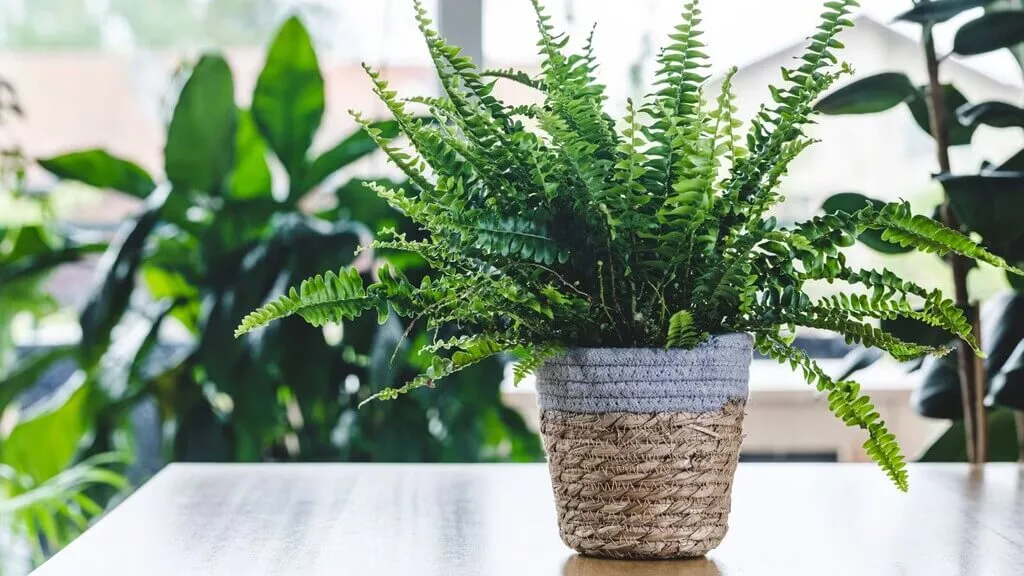 Boston Fern