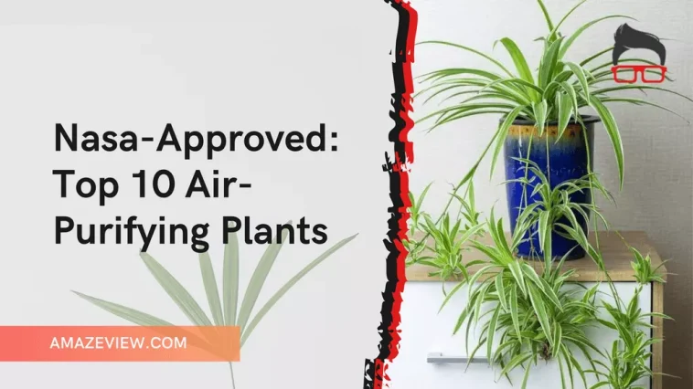 nasa top 10 air purifying plants