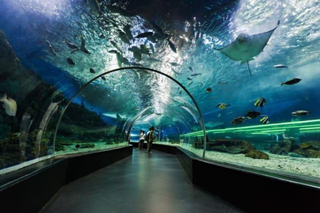 Dubai Aquarium and Underwater Zoo Guide
