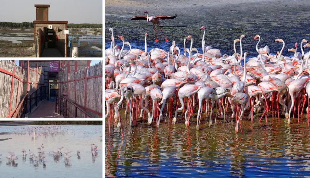Ras Al Khor Wildlife Sanctuary free to visit